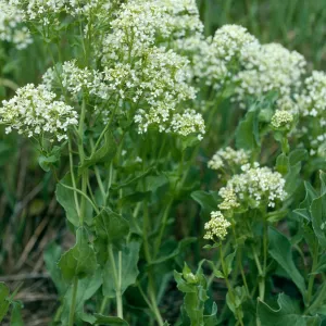 Cardaria draba, base of Centinela grade, Santa Cruz Island