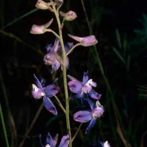 Delphinium parryi, Campo Raton, Santa Cruz Island