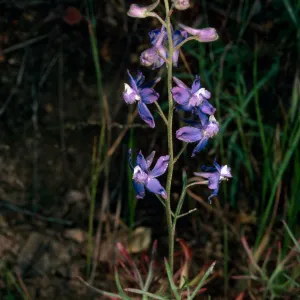 Delphinium parryi, Campo Raton, Santa Cruz Island