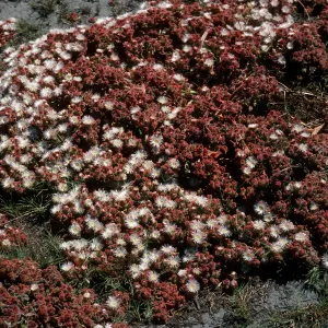 Mesembryanthemum crystallinum, Forneys Cove, Santa Cruz Island