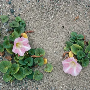 Calystegia soldanella, Santa Cruz Island
