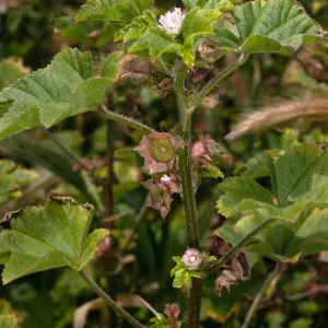 Malva parviflora, Christy Beach, Santa Cruz Island