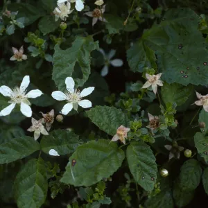 Rubus ursinus, upper Christy Beach, Santa Cruz Island
