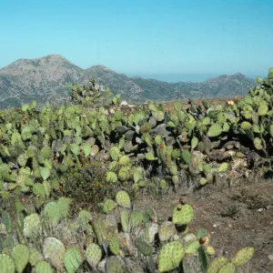 Opuntia oricola, Salta Verde ridge, Catalina Island