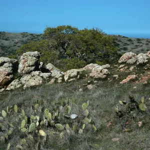 Quercus pacifica (center of photo), Opuntia oricola, along road to Little Harbor, Catalina Island