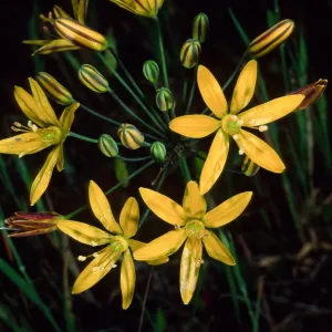 Bloomeria crocea, Catalina Island