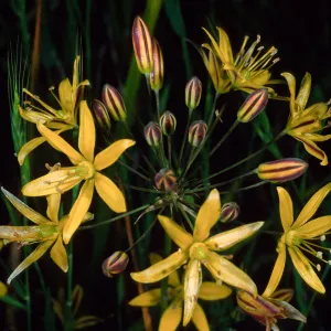 Bloomeria crocea, Catalina Island