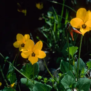 Viola pedunculata, road to Lone Tree, Catalina Island