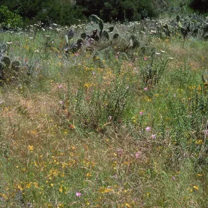 wildflowers: Achillea (Yarrow), Bloomeria (gold star), Calochortus, East of Isthmus, Catalina Island