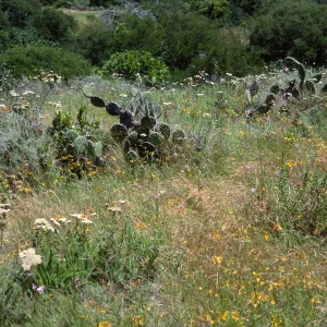 wildflowers: Achillea (yarrow), Bloomeria (Gold Star), Calochortus, East of Isthmus, Catalina Island