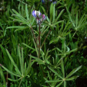 Lupinus bicolor, Cape Canyon, Catalina Island