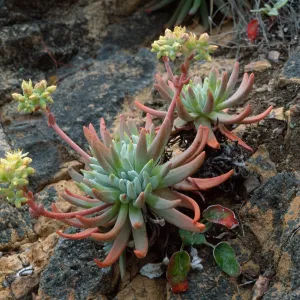 Dudleya virens hassei, Goat Harbor, Catalina Island