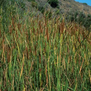 Typha domingensis, Cherry Cove, Catalina Island
