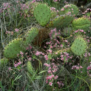 Opuntia oricola w/Allium, Catalina Island