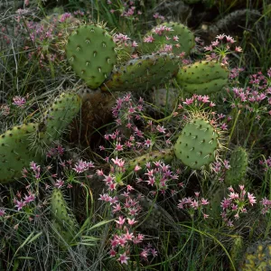 Opuntia oricola w/Allium, Catalina Island