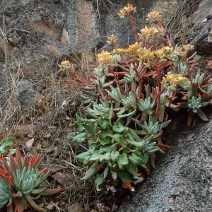 Dudleya virens hassei, Goat Harbor, Catalina Island