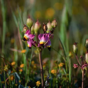 Dodecatheon, just South of Christy Ranch, Santa Cruz Island