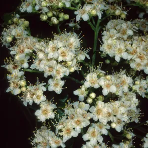 Lyonothamnus floribundus floribundus, Wrigley Garden, Catalina Island