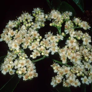 Lyonothamnus floribundus floribundus, Wrigley Garden, Catalina Island
