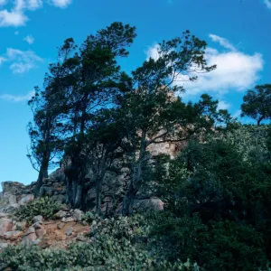 Lyonothamnus floribundus, Goat Harbor Canyon, Catalina Island