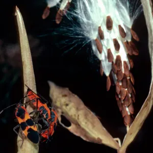 Milkweed bugs on Asclepias fascicularis, Tunnel Road, Santa Barbara County