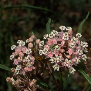Asclepias fascicularis, Santa Barbara Botanic Garden