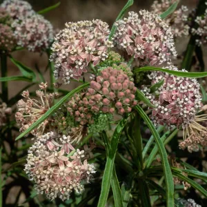 Asclepias fascicularis, Cherry Cove, Catalina Island