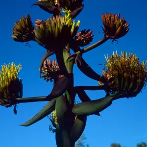 Agave shawii, Santa Barbara Botanic Garden