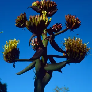 Agave shawii, Santa Barbara Botanic Garden