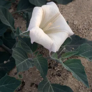 Datura wrightii, 29 Palms, San Bernardino County