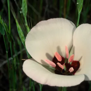 Calochortus catalinae, Catalina Island
