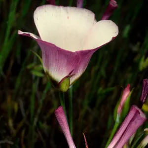 Calochortus catalinae, Catalina Island
