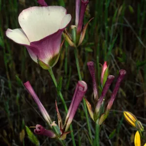 Calochortus catalinae w/Bloomeria crocea, Catalina Island