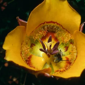 Calochortus clavatus, Cuesta Ridge Botanical area