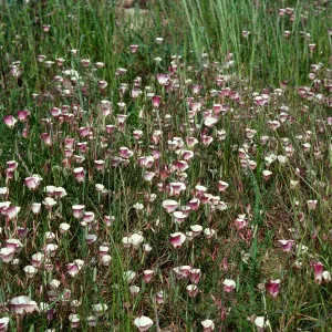 Calochortus catalinae, Charmlee County Park, Santa Monica Mountains