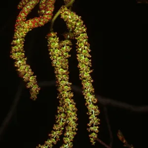 Alnus rhombifolia, West Camino Cielo