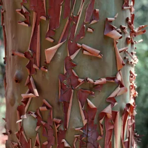 Arbutus, West Cuesta Ridge Road, San Luis Obispo County
