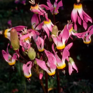 Dodecatheon, South ridge above Coches, Santa Cruz Island