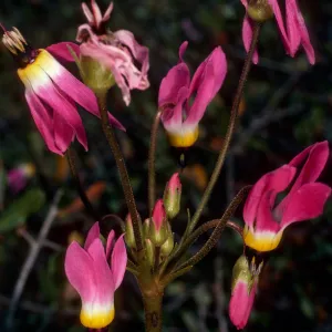 Dodecatheon, South ridge above Coches, Santa Cruz Island