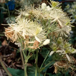 Clematis ligusticifolia, Willows Beach, Santa Cruz Island
