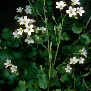 Romanzoffia, Santa Barbara Botanic Garden