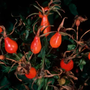 Rosa