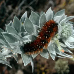 Arctiidae Caterpillar on Lotus argophyllus adsurgens, Sierra ridge, San Clemente Island
