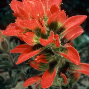 Castilleja affinis, Point Conception, Santa Barbara County