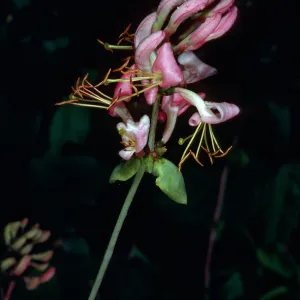 Lonicera hispidula vacillans, Cold Spring Canyon, Santa Ynez Mountains