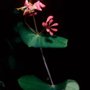 Lonicera hispidula, Big Creek Reserve, Monterey County