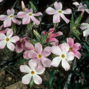 Phlox stansburyi, SJ #1324, North of Saline Valley, Northern Mojave Desert