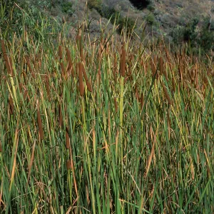 Typha domingensis, Cherry Cove, Catalina Island