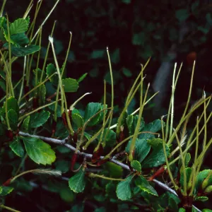 Cercocarpus betuloides, Santa Barbara Botanic Garden