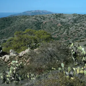 Quercus pacifica (center of photo), Opuntia oricola, along road to Little Harbor, Catalina Island